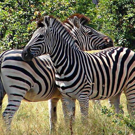 Kwalape Safari Lodge 카사네 외부 사진