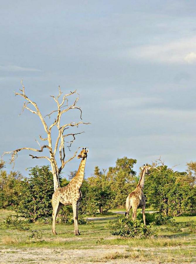 Kwalape Safari Lodge 카사네 외부 사진