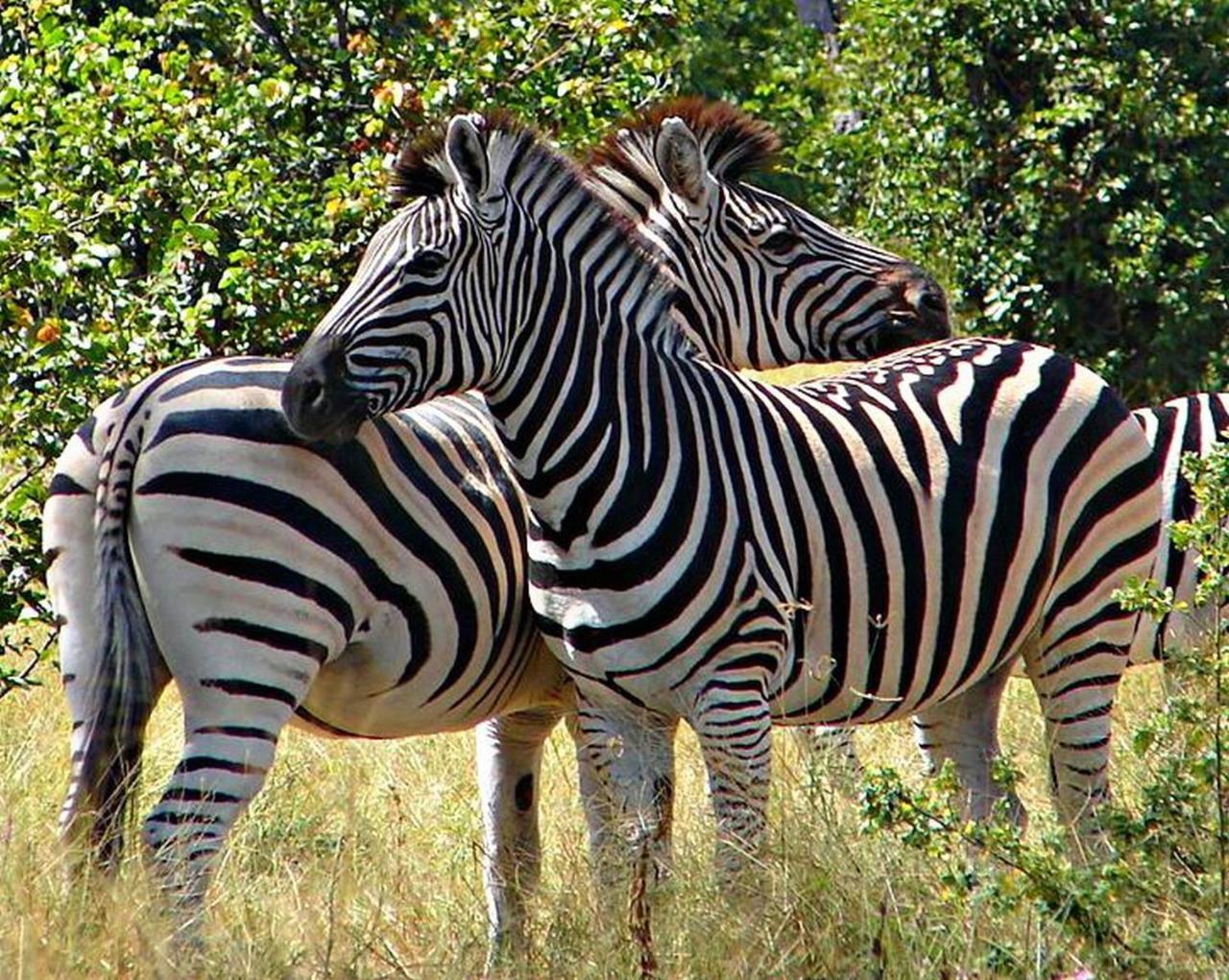 Kwalape Safari Lodge 카사네 외부 사진